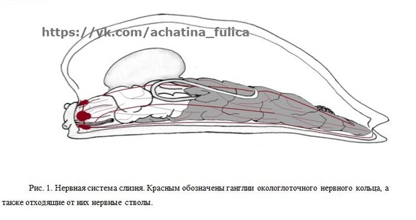 Каким номером на рисунке обозначена разбросанно узловая нервная система