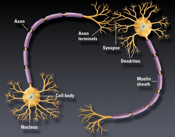 Аксон фото нейрон