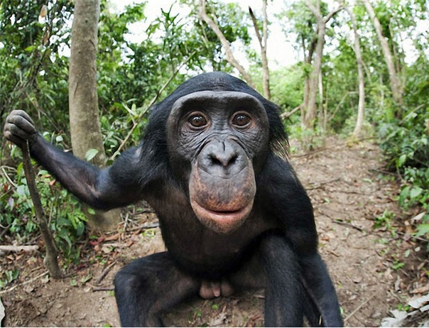 Доклад: Бонобо: миролюбивые и Бонобо: миролюбивые и сексуальные
