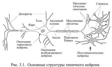 Схематическое изображение структурно функциональной единицы нервной системы нейрона