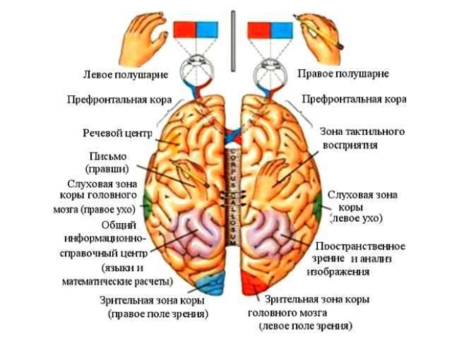 Функциональная Асимметрия Полушарий Головного Мозга Реферат