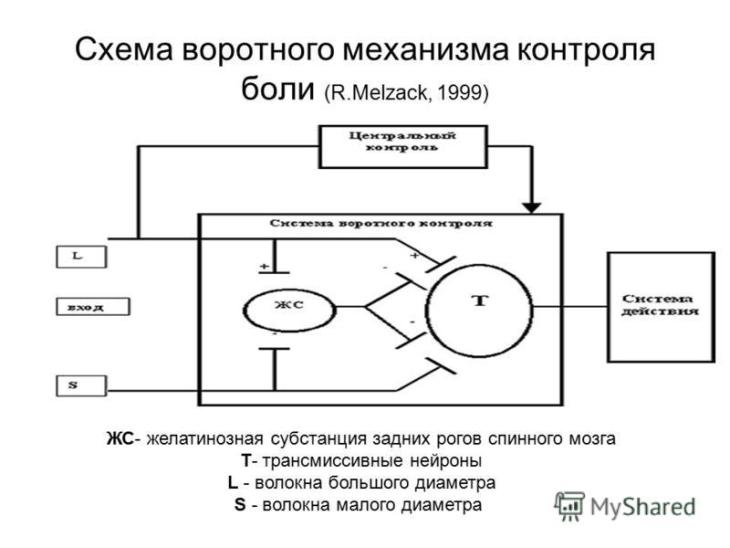 Механизм контроля. Механизм воротного контроля боли. Схема воротного механизма контроля боли. Теория воротного контроля боли физиология. Теория воротного контроля Мелзака и Уолла.