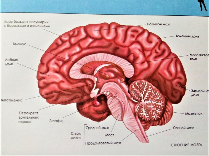 Биология мозга учебники. Головной мозг. Строение головы. Строение головного мозга человека ОГЭ. Головной мозг у новорожденных разм.