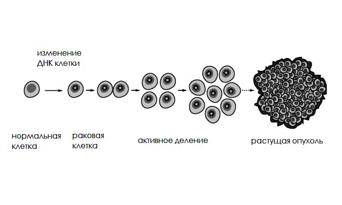 Раковая клетка рисунок