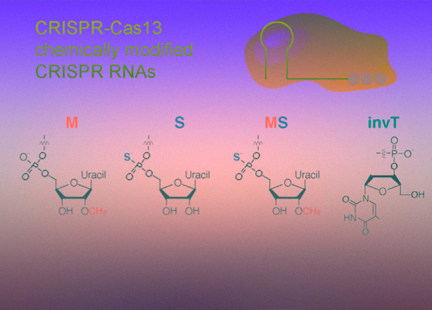 Cas 13. Направляющая РНК. Химическая модификация белков. CRISPR-cas13 ученые разработали.