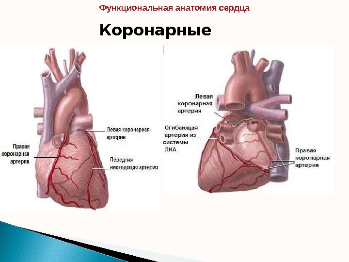 Anatomy and Function of the Coronary Arteries Johns Hopkins Medicine