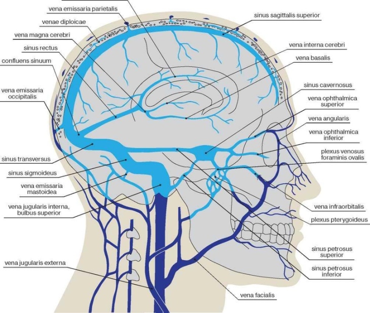 Вены головного мозга схема