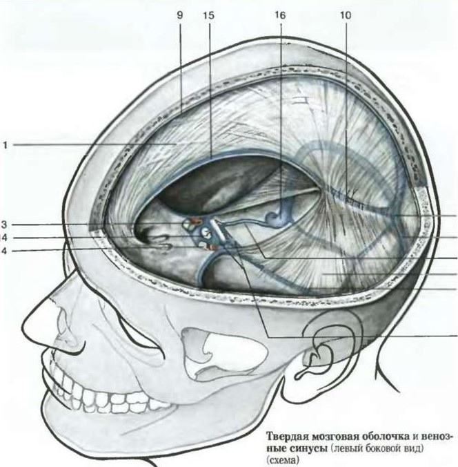 Синусы твердой мозговой оболочки рисунок