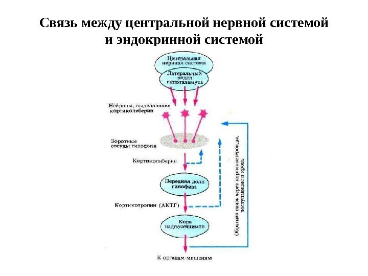 Чем работа эндокринной системы в плане осуществления процессов регуляции