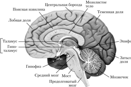 Ткани мозга. Ткань мозга. Из какой ткани состоит мозг.