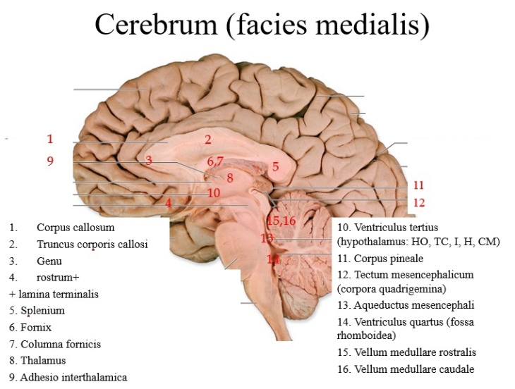 Facies medialis dentium incisivorum et caninorum