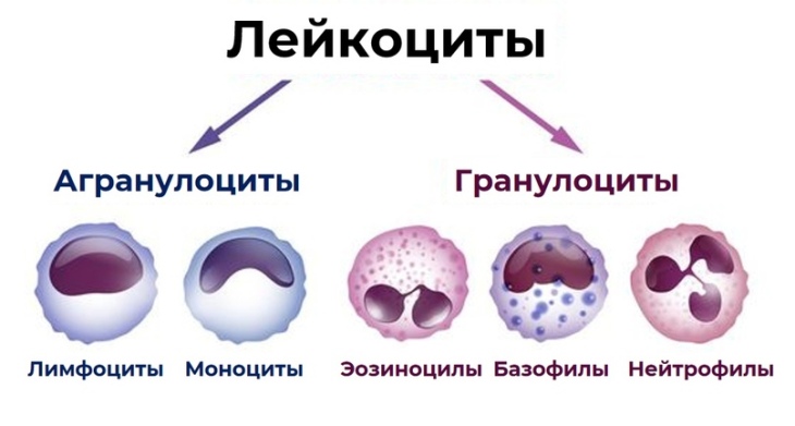 Типы лейкоцитов. Гранулоциты и агранулоциты. Гранулоциты и агранулоциты отличия. Гранулоциты это.