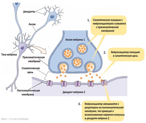 Импульс мозг аксон. Пресинаптическая мембрана синапса. Нервный Импульс через синапс. Строение синапса и передача нервного импульса. Схема строения синапса.