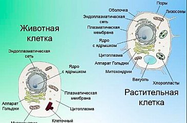 Ключ от клетки кающегося сектанта невервинтер где взять