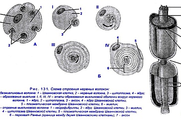 Рисунок миелиновые нервные волокна