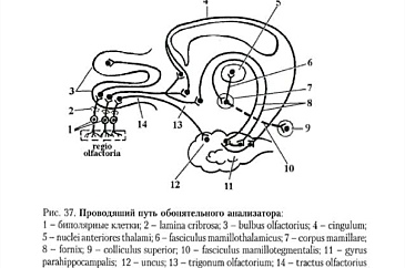 Обонятельный анализатор строение схема