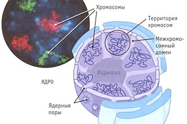 Ядро графической системы это