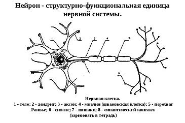 Моя последняя нервная клетка прикол картинка