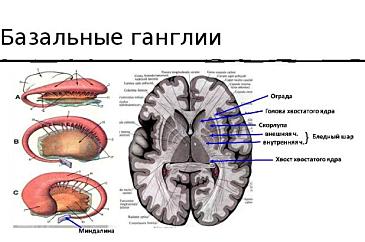 Базальные ганглии фото