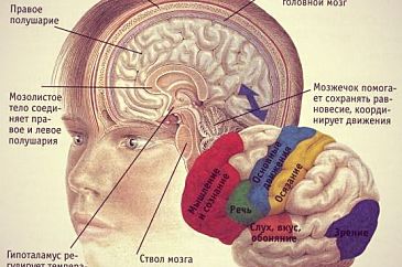 Кора больших полушарий головного мозга гистология рисунок