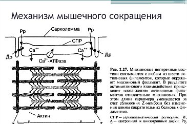 Механизм мышечного сокращения схема