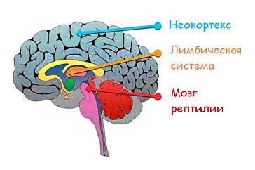 Мозг и психика презентация