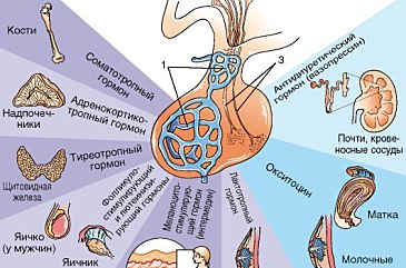 Картинка гормоны гипофиза