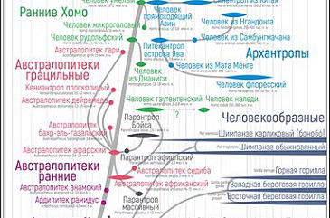 Схема эволюции приматов дробышевский