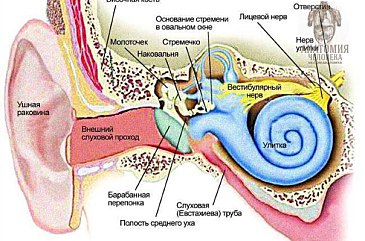 8 Ya Para Cherepnyh Nervov N Vestibulocochlearis